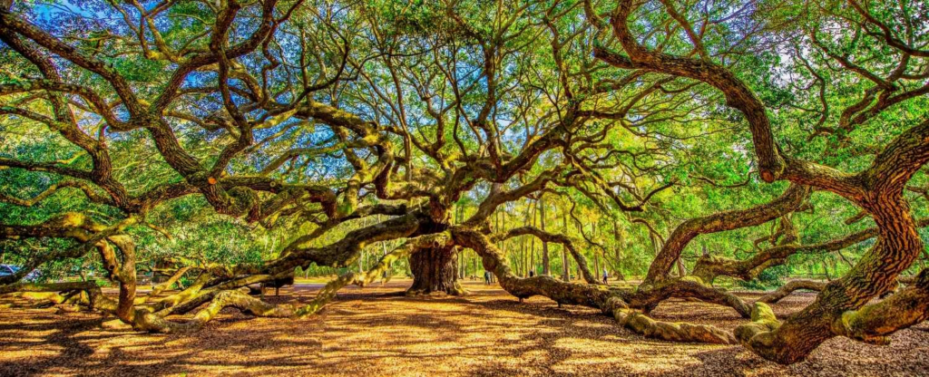 The Angel Oak tree in Charleston, SC, EUA.